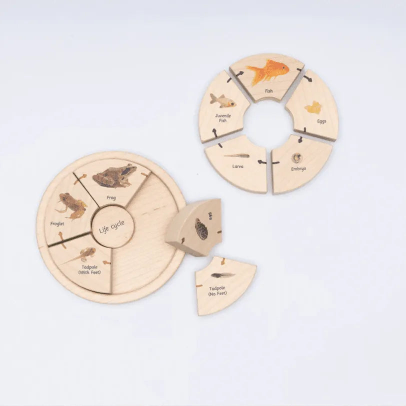 Life Cycle Puzzle