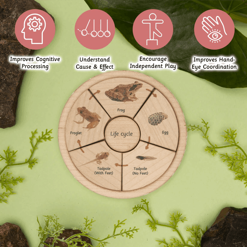 Life Cycle Puzzle